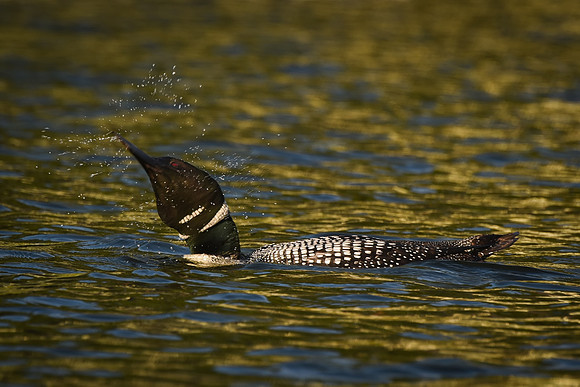 Majestic, Loon, Kezar Lake, Sutton, NH