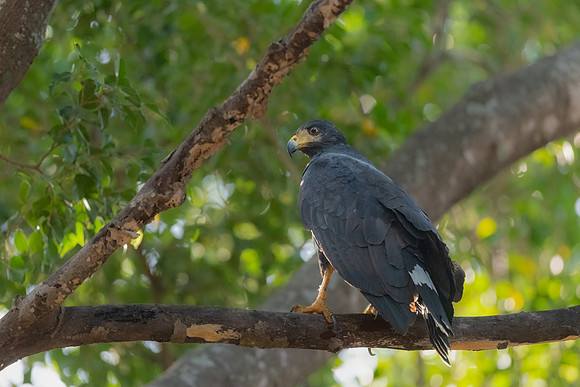 Common Black Hawk Perched.  Playa del Coco.  March, 2022.