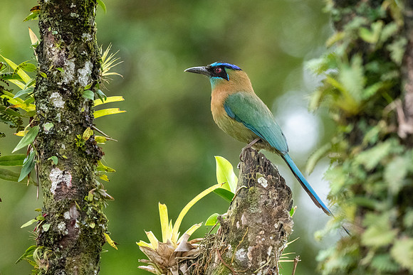 Mot Mot Perched.  Near Monteverde, Costa Rica.