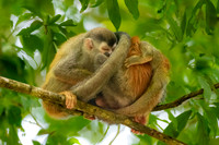Squirrel Monkey Family: Group Hug.  Near Manuel Antonio National Park, Costa Rica.