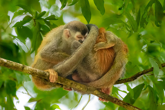 Squirrel Monkey Family: Group Hug.  Near Manuel Antonio National Park, Costa Rica.