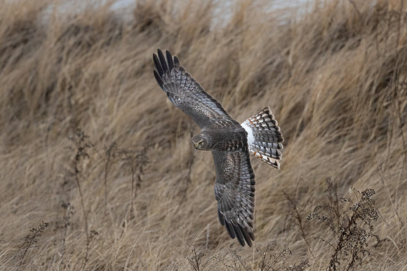 Northern Harrier Hunting the Marshes. Coastal New Hampshire. January 2022.