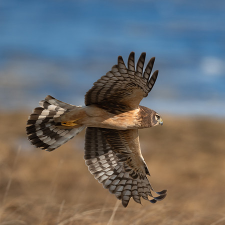 Northern Harrier Hunting the Marshes. Coastal Massachusetts. January 2022.