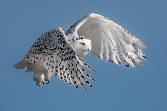 Snowy Owl Wings Arched. Coastal New England. January 2022.