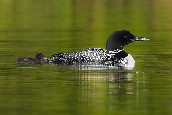 Loon Mom and Day Old Chick Swimming.  New Hampshire. Summer 2022.