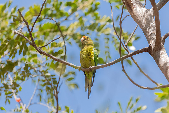 Orange-fronted Parakeet Perched.  Playa Ocotal, Costa Rica. March 2022.