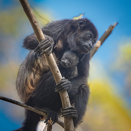 Mother and Newborn Howler Monkeys, Playa Conchal, Costa Rica March 2022.